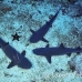 shark_whitetip_reef_alc_ci_h_0137_cos1426.jpg